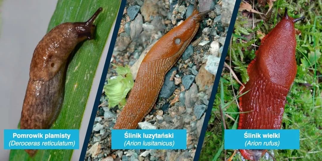 Jak skutecznie zwalczać ślimaki w ogrodzie: naturalne metody i porady