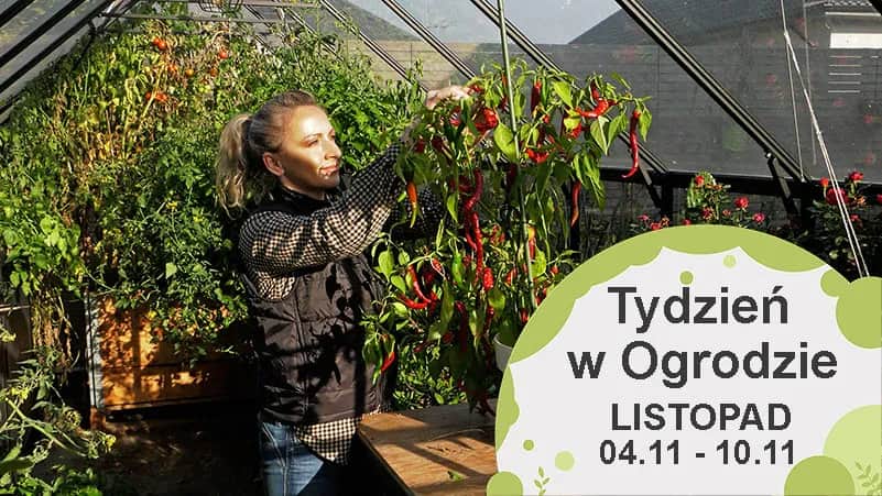 Jak zadbać o ogród na co dzień i cieszyć się piękną przestrzenią