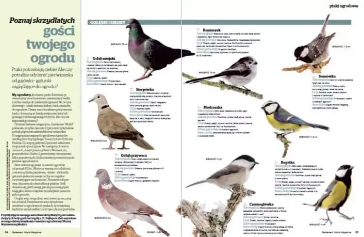 Jak rozpoznać ptaki w ogrodzie i cieszyć się ich pięknem każdego dnia
