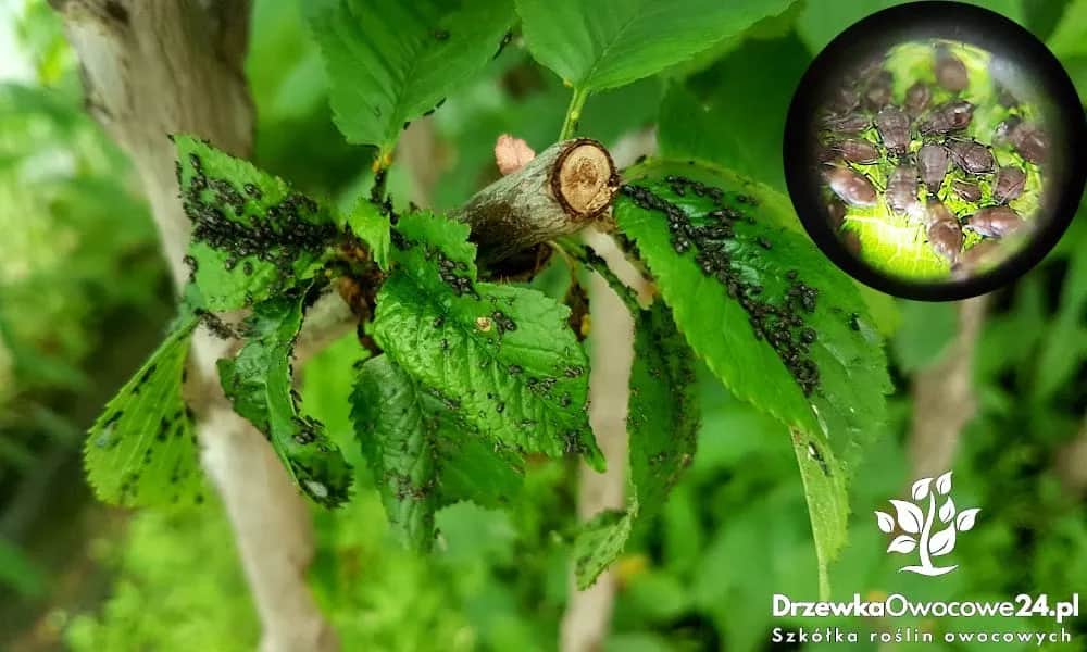 Skuteczne sposoby na mszyce w ogrodzie – naturalne i chemiczne metody