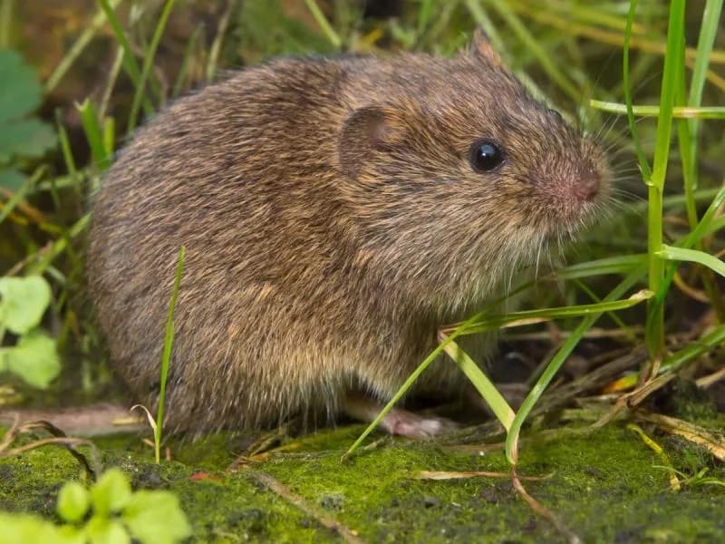 Skuteczne sposoby na nornice w ogrodzie - jak się ich pozbyć raz na zawsze