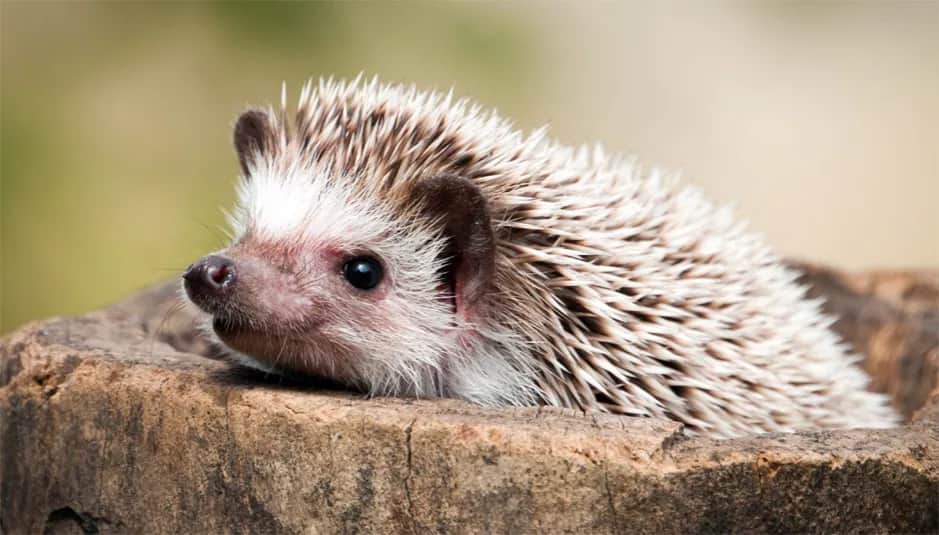 Gdzie kupić jeża do ogrodu i dlaczego warto mieć go w swoim ogrodzie