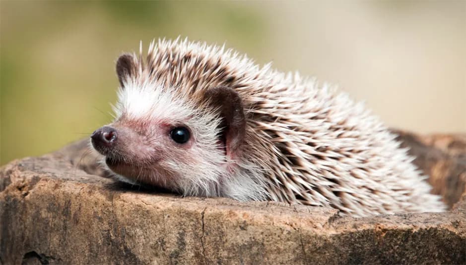 Gdzie kupić jeża do ogrodu i dlaczego warto mieć go w swoim ogrodzie